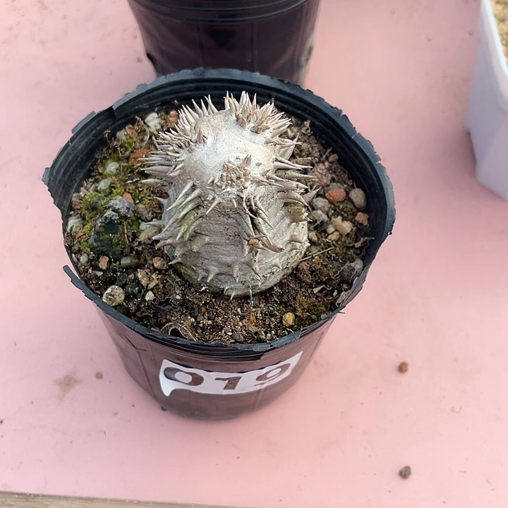 019惠比大黑块根，