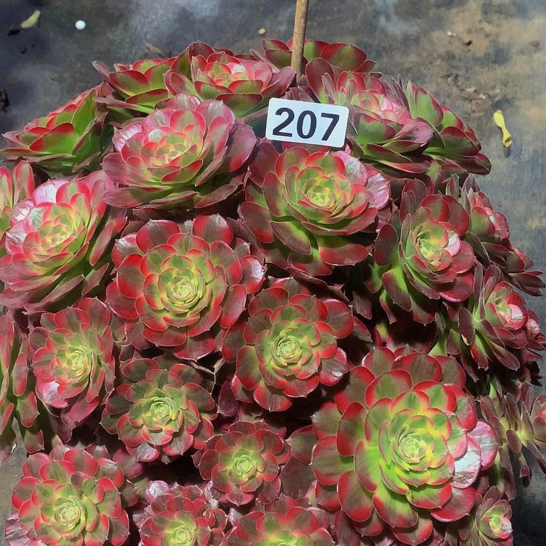 柚*多肉安娜207.0000000