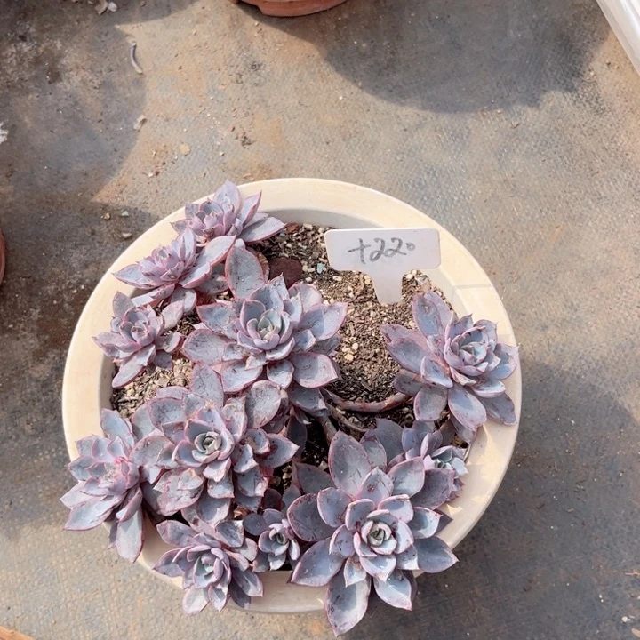 大**?晨语多肉一物一拍十220