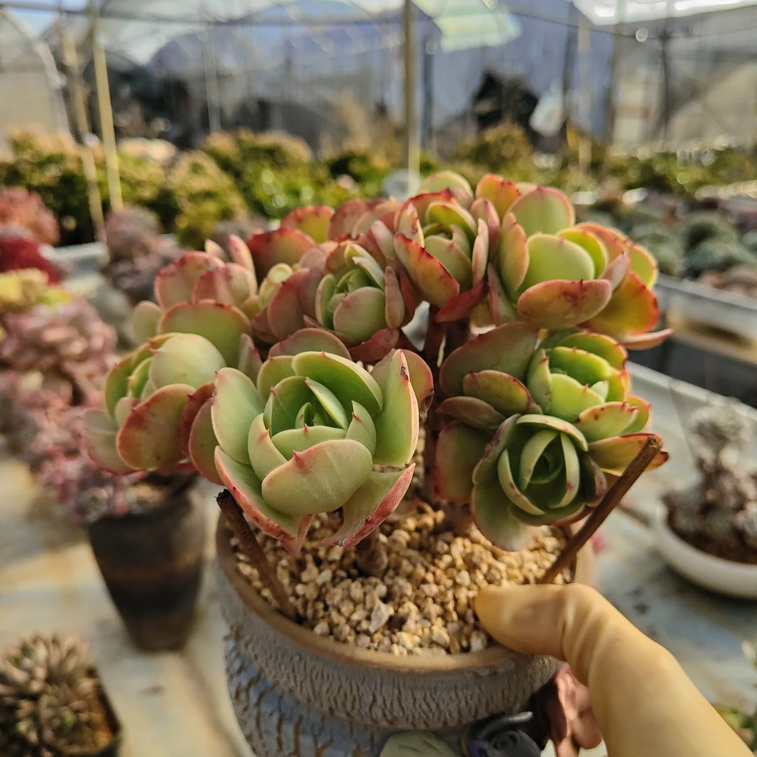 多肉植物碧桃朵朵缀