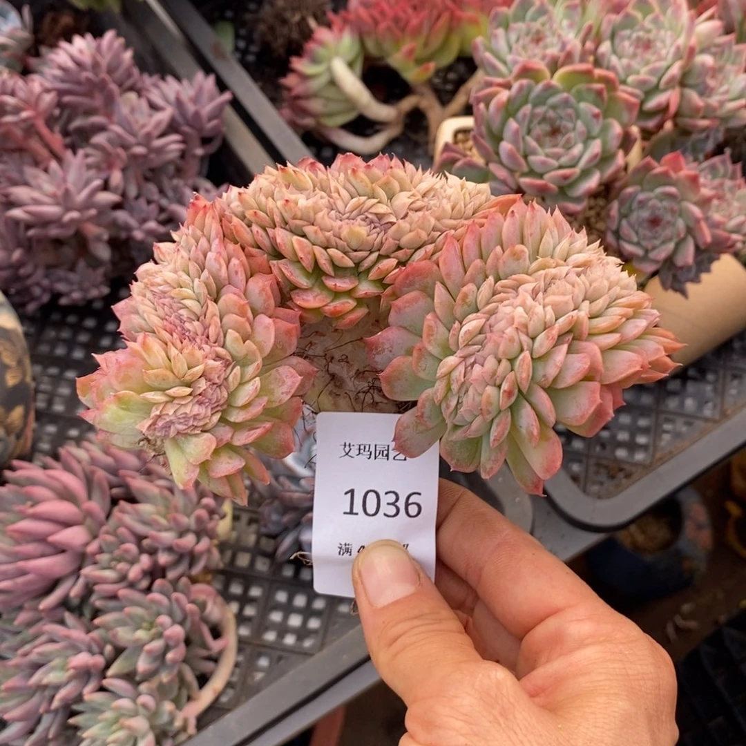 贝瑞缀化多肉多肉036