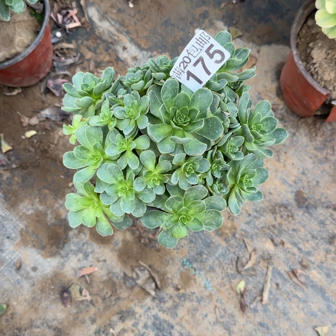 树玫瑰175满20包邮断枝不包