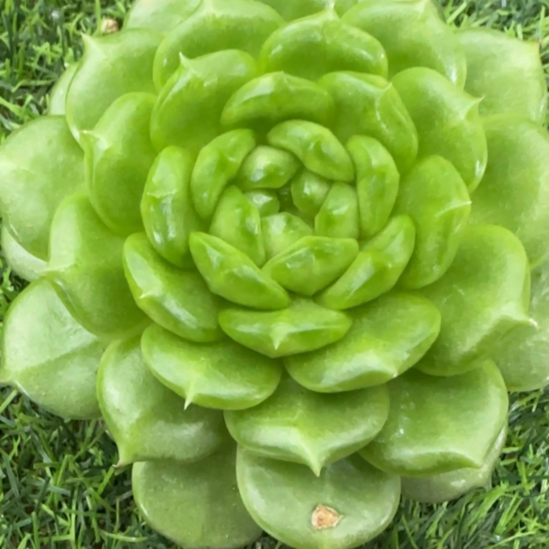 蔬***子灯泡珍妮多肉植物