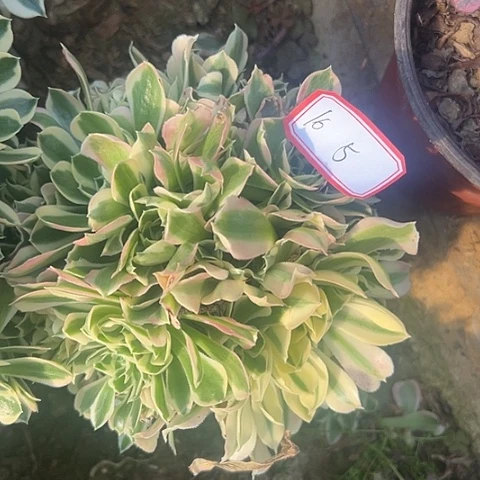 多肉植物雨花石16