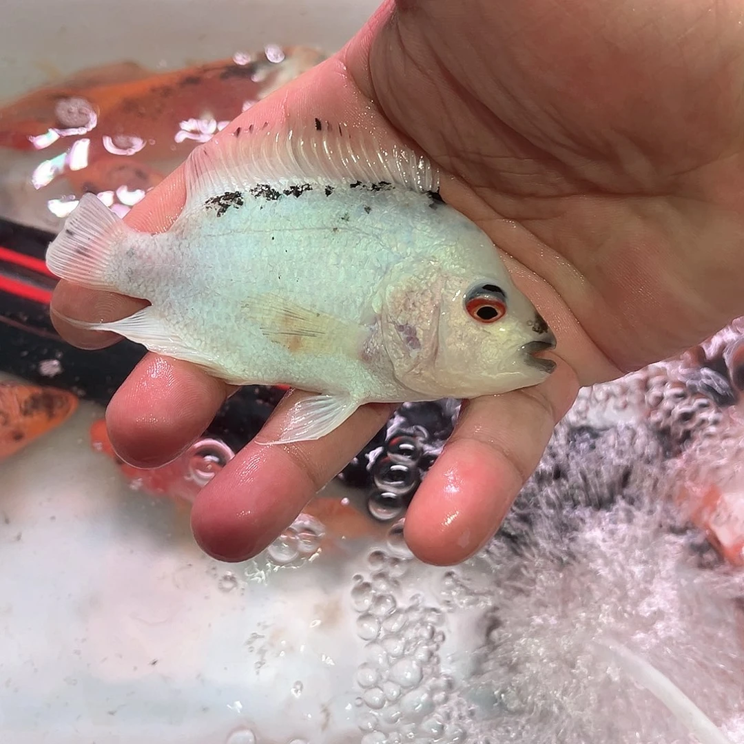海水啊啊啊啊啊啊