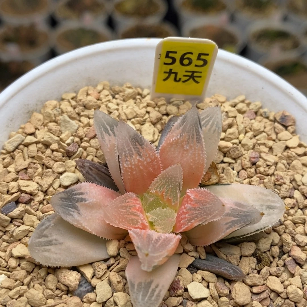 565号糊斑白帝城锦