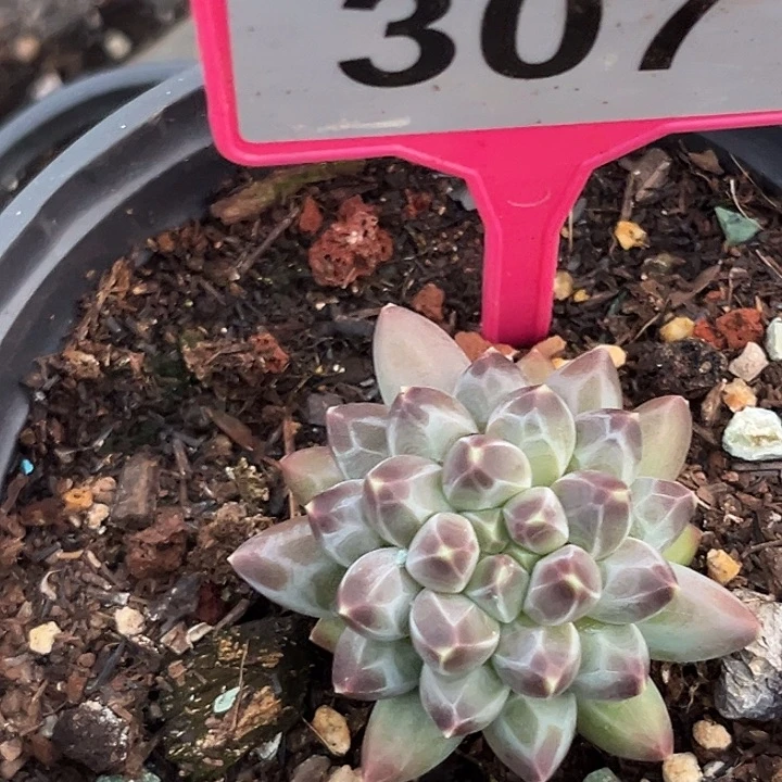 申公豹一物一拍307