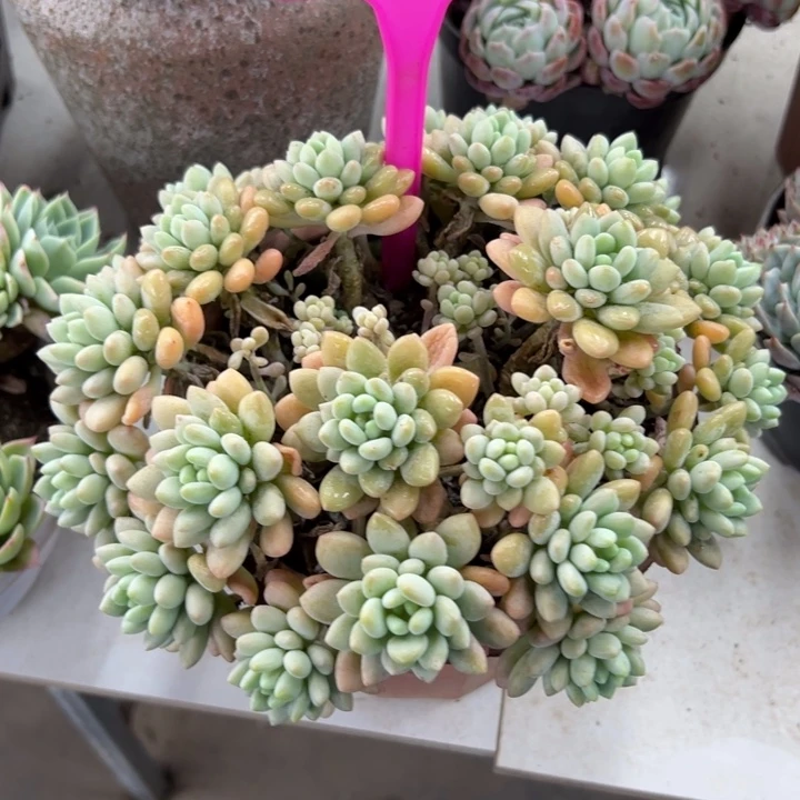 原**草洛可可多肉植物056