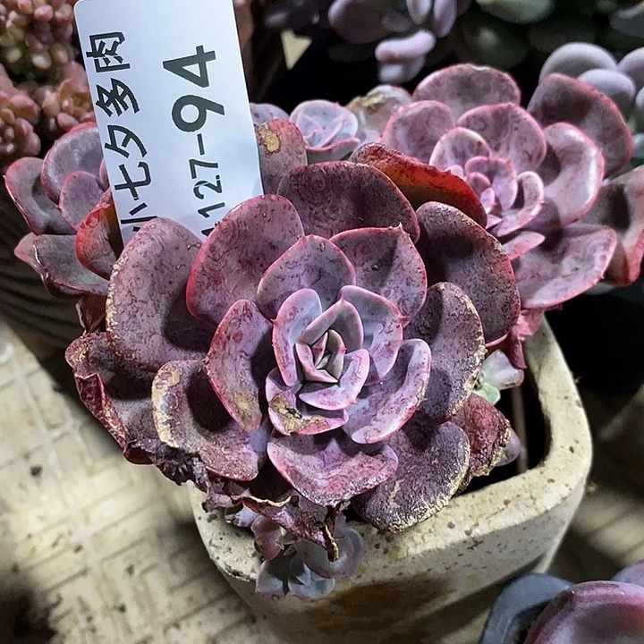 敏***姐小七夕多肉星空美人