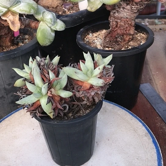 阿尔比芙洛亚仙女杯