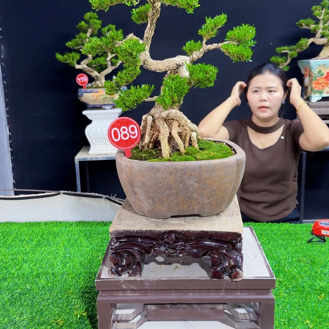 当前无花朵，栽培后可花朵