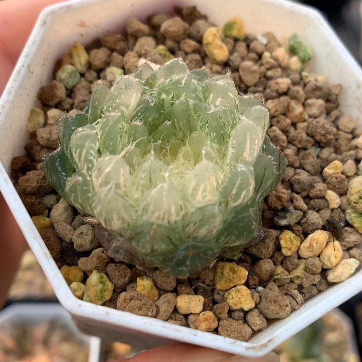 翠云玉露锦，带盆一起