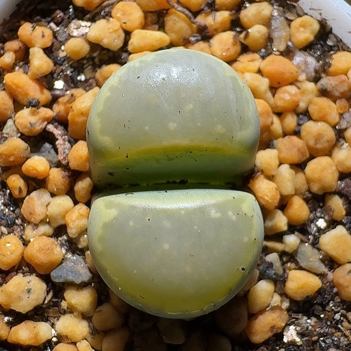 生石花1111111。   517