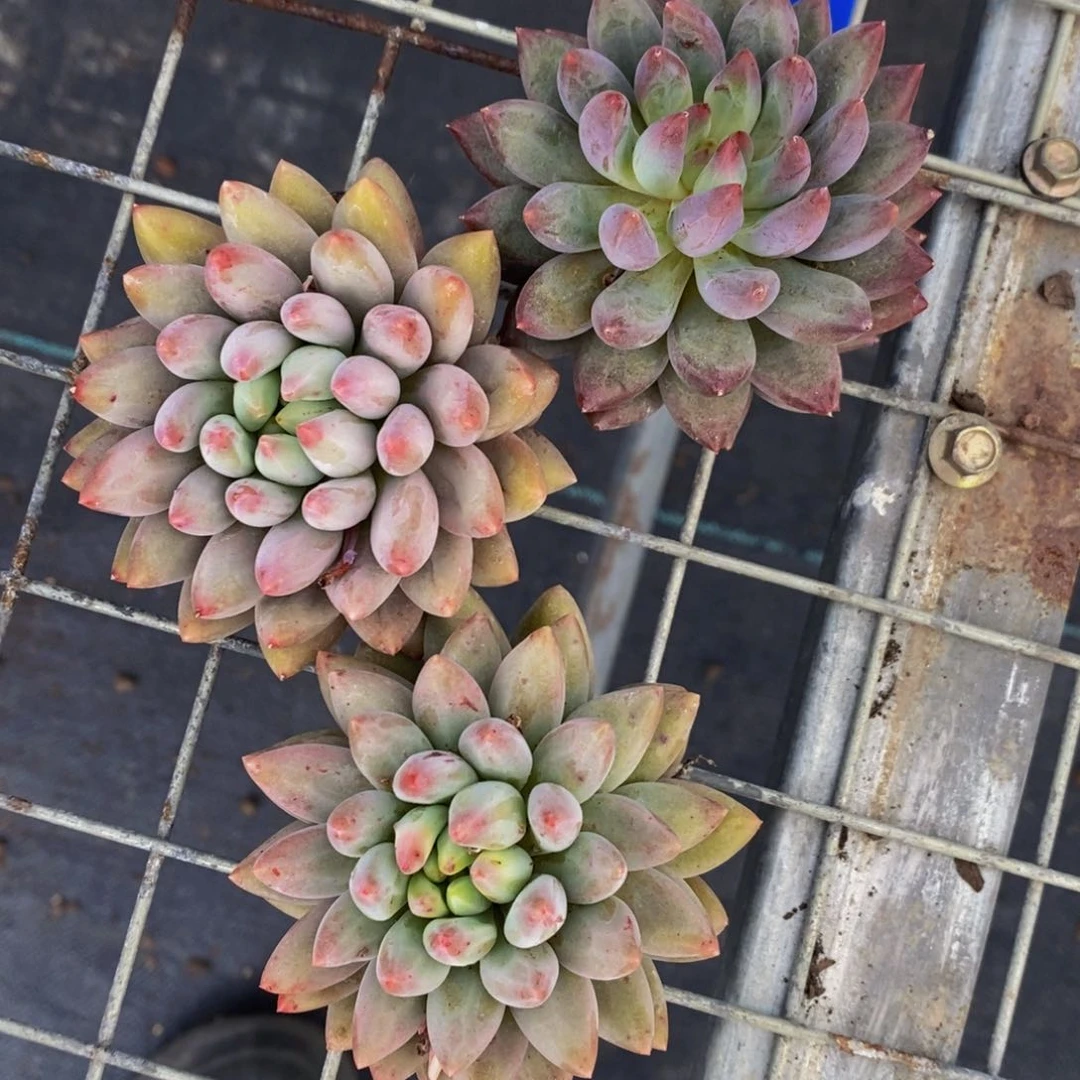 111-精品母本车厘子单头一个