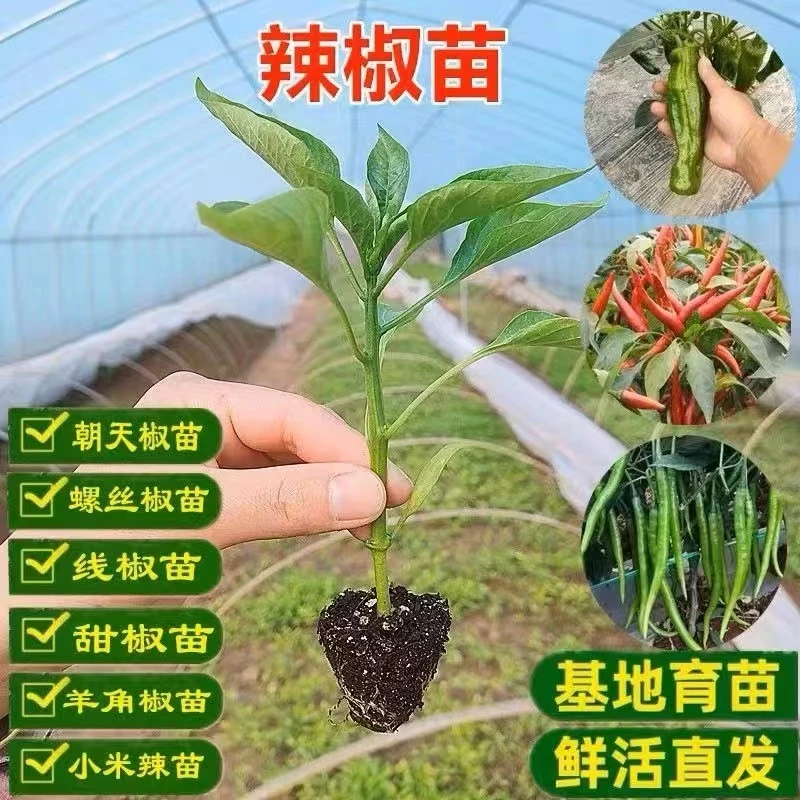 高产辣椒苗薄皮菜椒苗青皮椒苗朝天椒苗牛角椒苗长线椒苗蔬菜种子