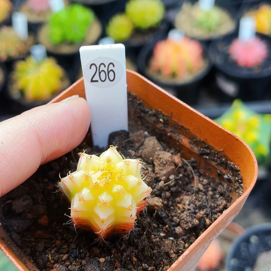 2cm 非偏远地区满25包邮仙人球