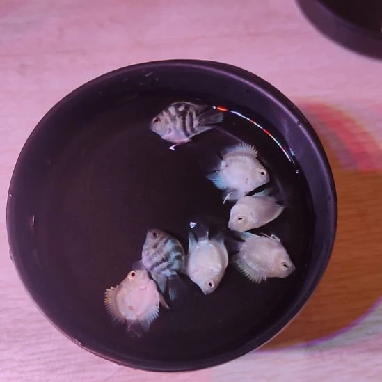 短鲷鱼桃心迷你鹦鹉2个月亚成
