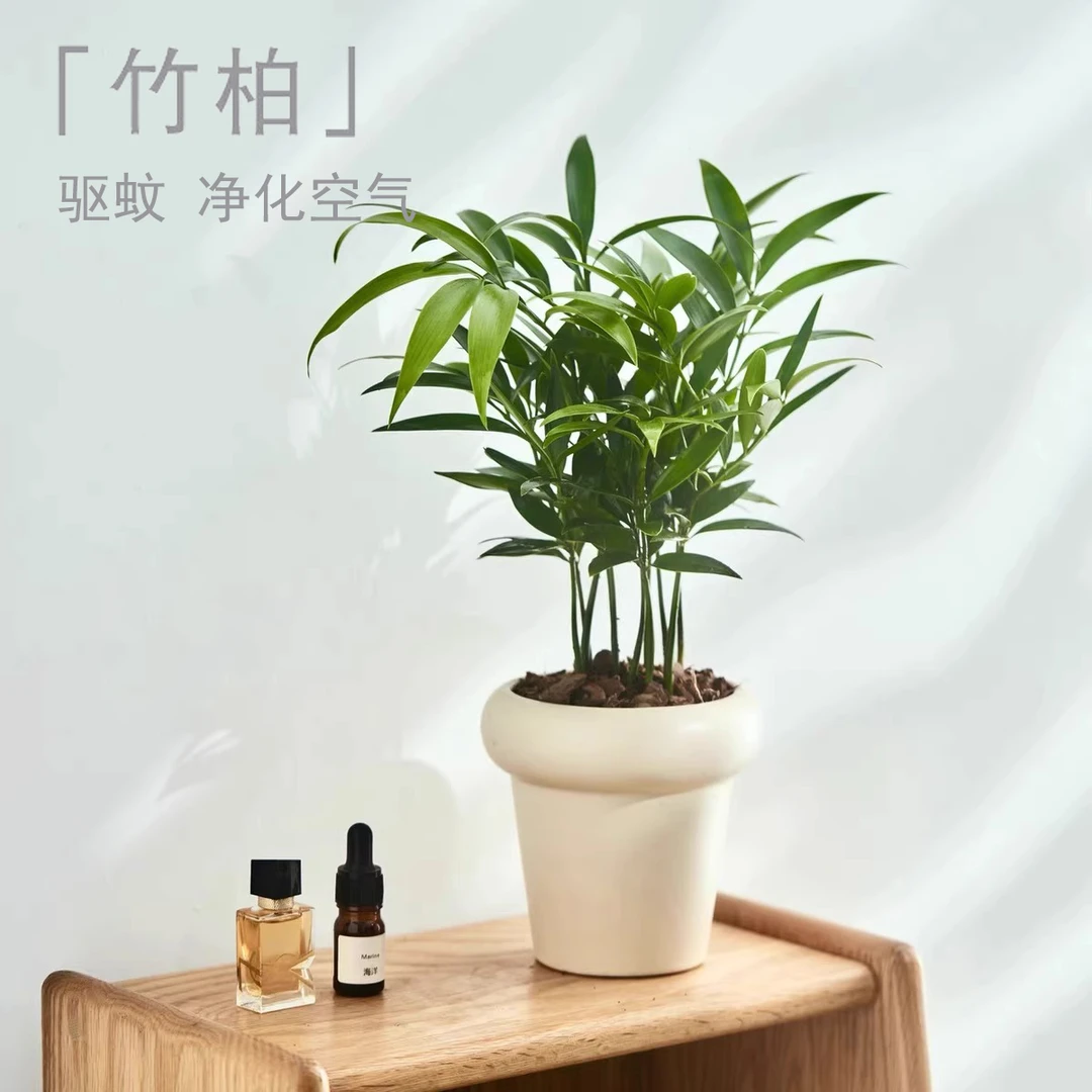 竹柏盆栽驱蚊植物办公室内花卉绿植绿萝箩水培耐阴书桌面盆景老桩