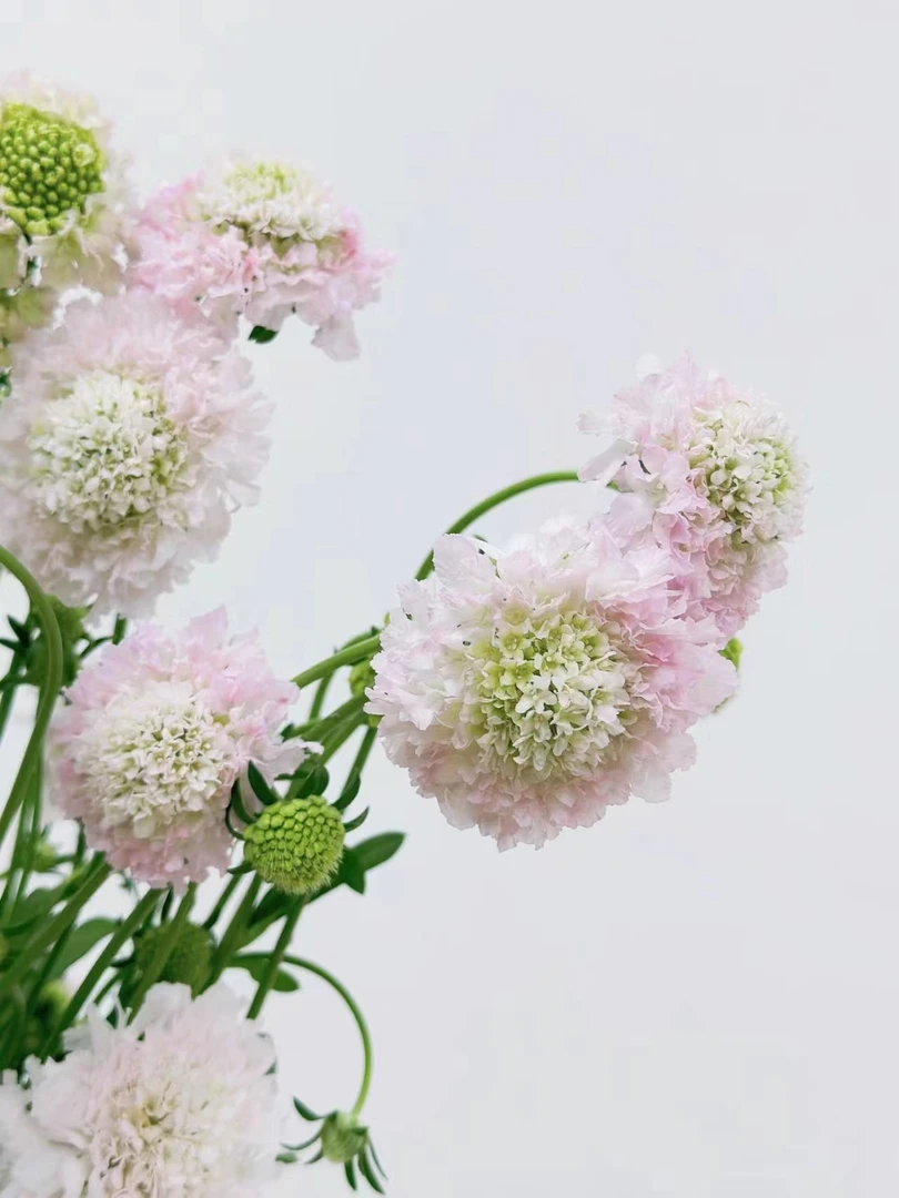 【买一送一】樱花粉松虫草  百搭配花  云南基地鲜花  家养水养