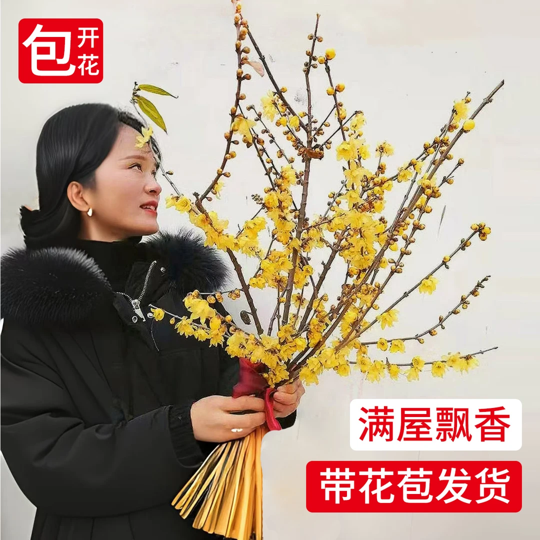 素心腊梅花鲜花水养鲜切花干枝蜡梅年宵花卉水培植物花束客厅摆设