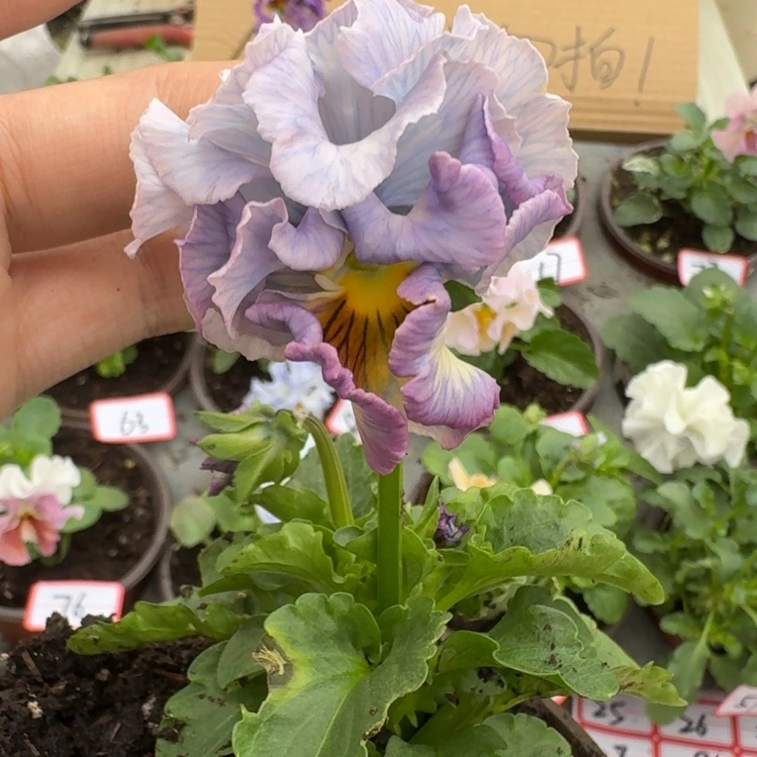 大部分花苞少量开放14