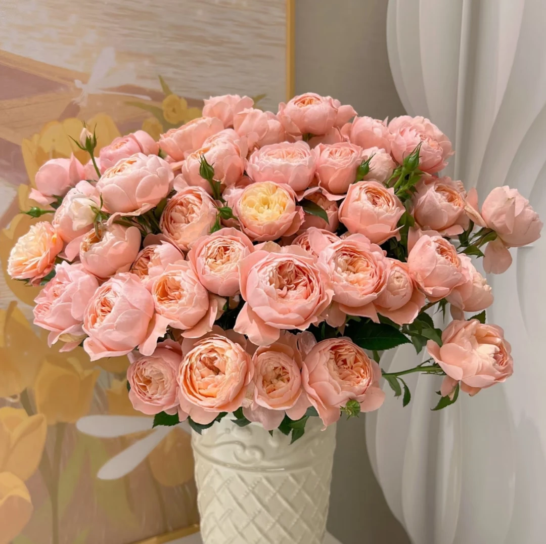 【沈阳付军鲜花】蜜桃汁阳台多头玫瑰 新鲜下单快递发货