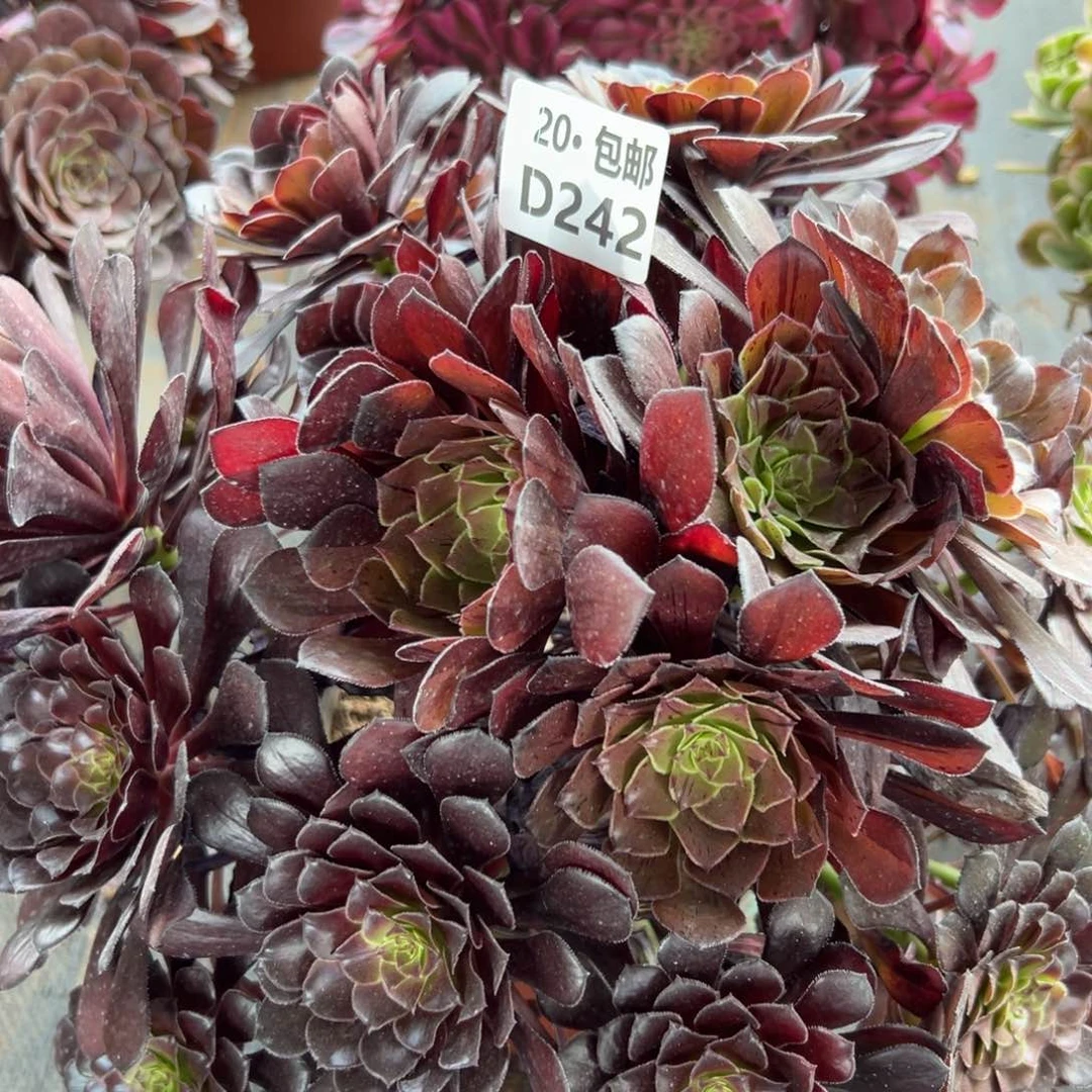 幻***光242铜花脸，寄养，多肉法师