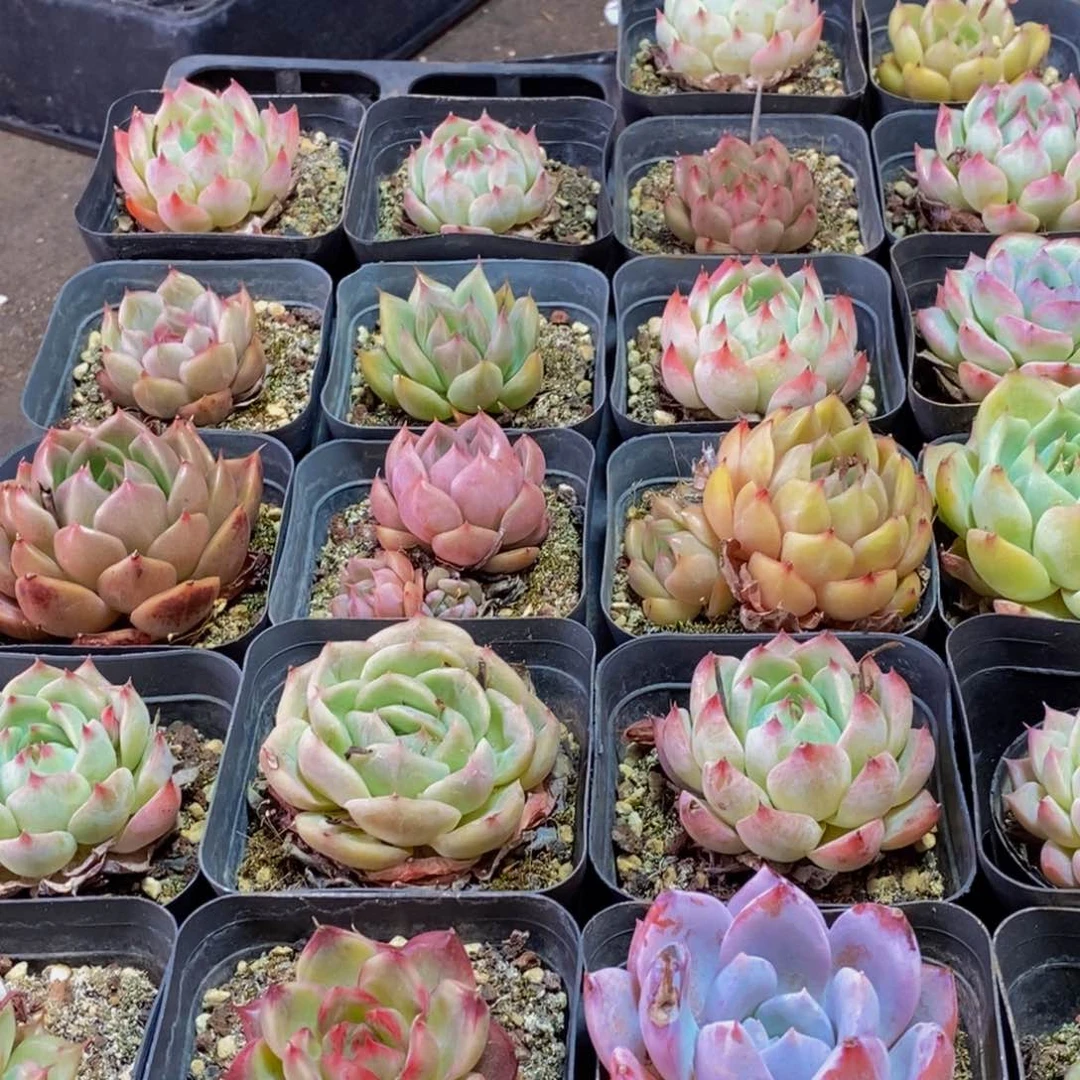 677的人和事都是一样一样