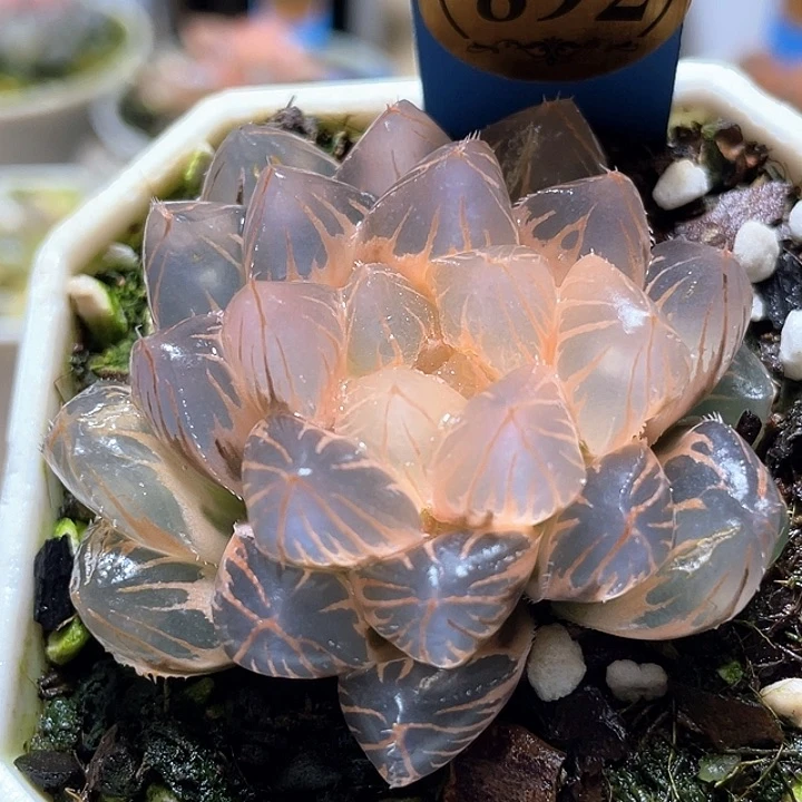 892完美糊斑OM锦一物