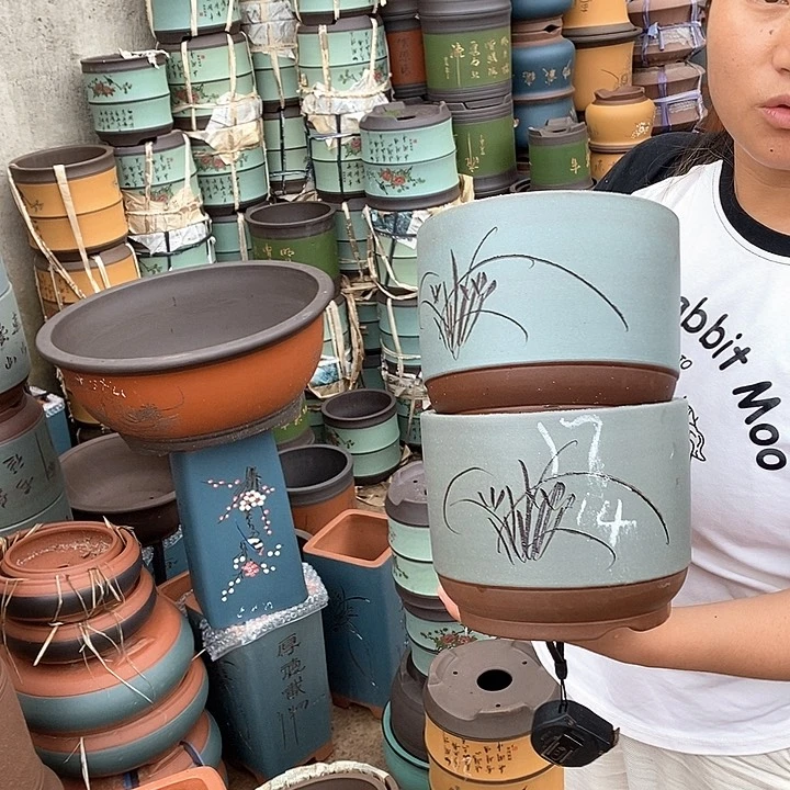 紫砂花盆盆栽植物观赏