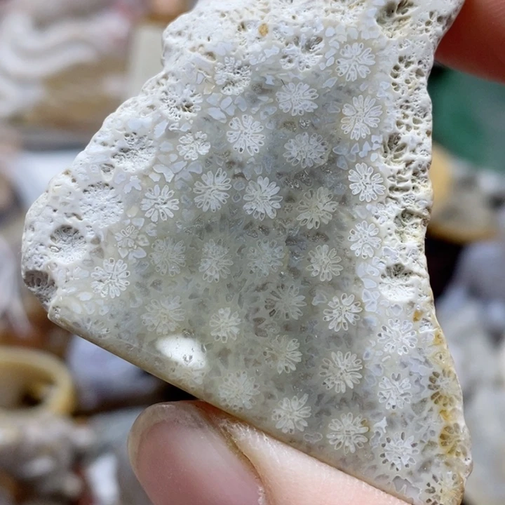 硅化珊瑚(珊瑚玉)未镶嵌颈饰