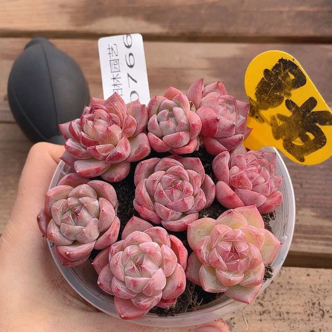 量拍多肉植物多肉植物766