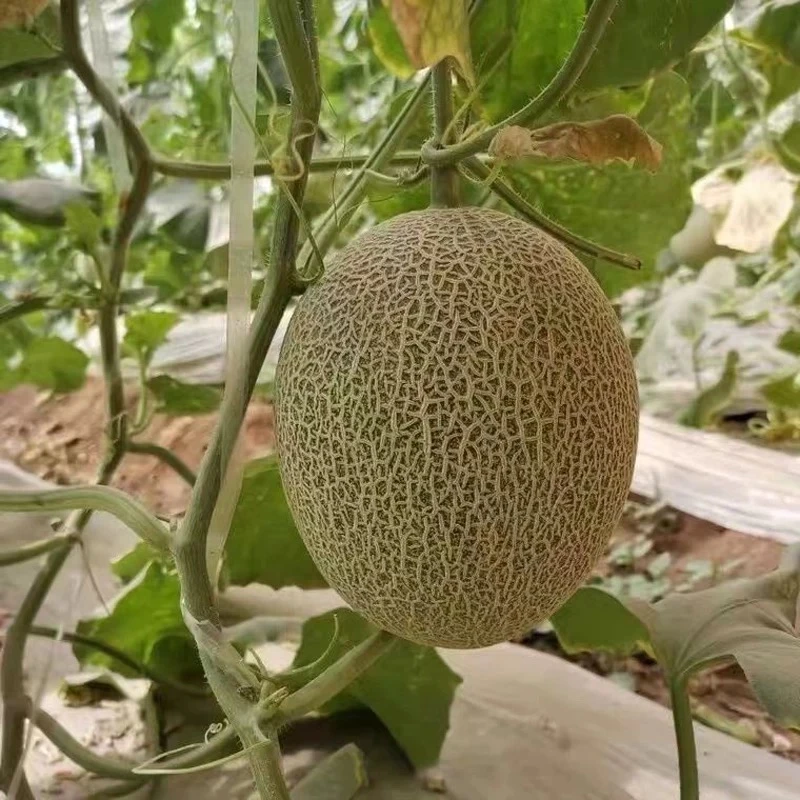 新疆哈密瓜 2个 盒装 带盒5.5-6斤