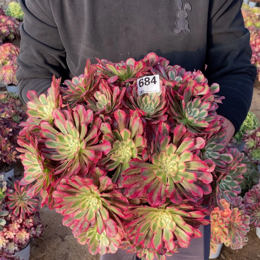c***n684红铜多肉植物手捧