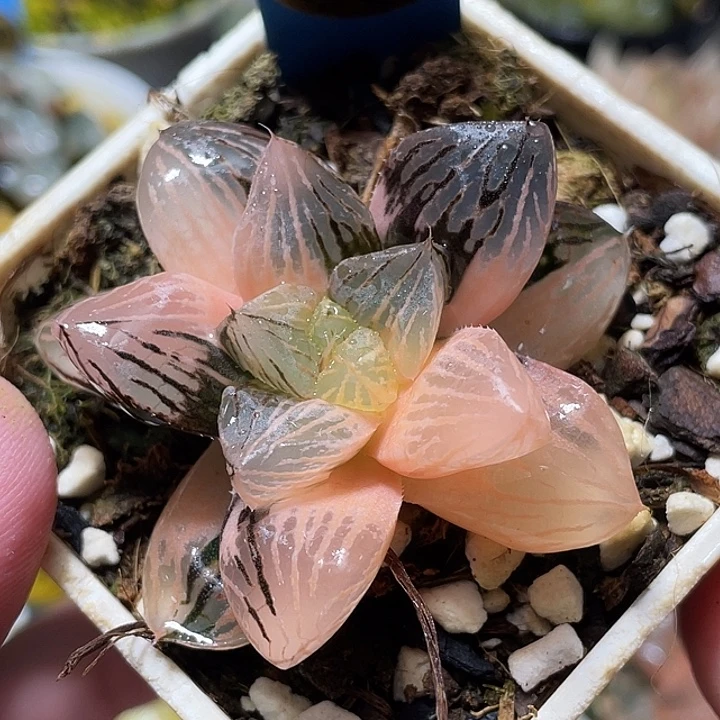 524赤焰玉露锦特选福利