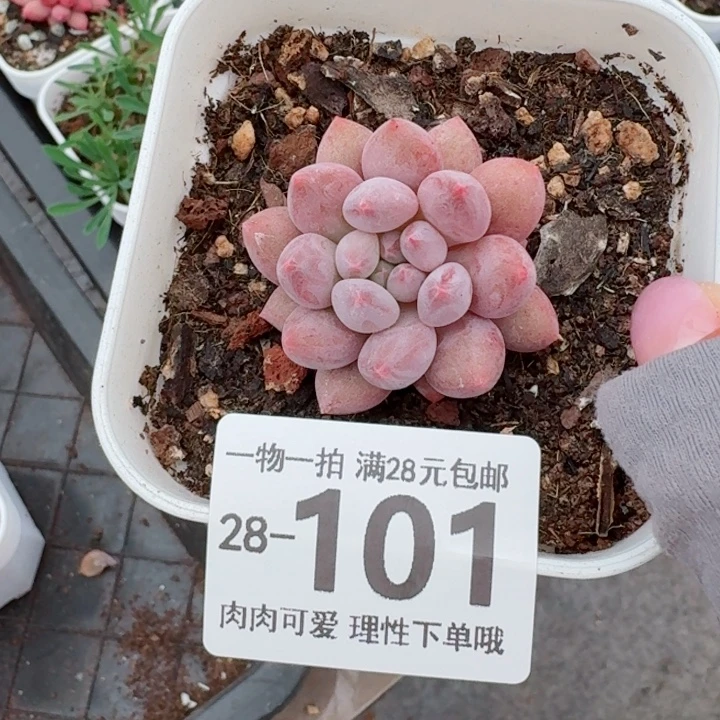 半夏多肉无盆土无盆土无