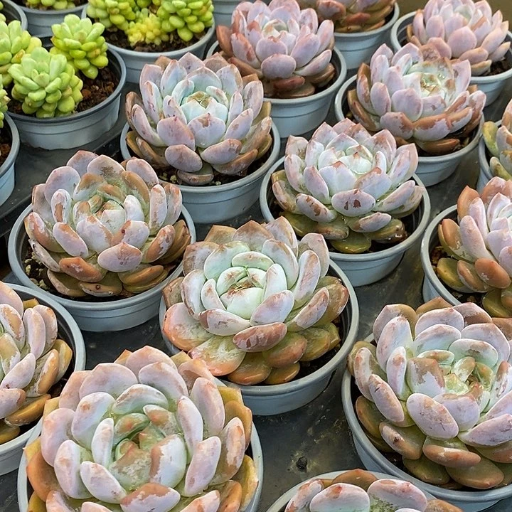 单头橙梦露福利多多