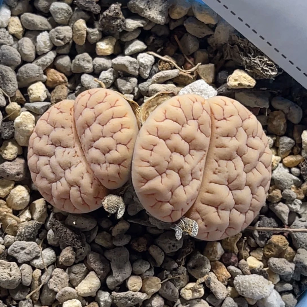 7206双头荒1球体