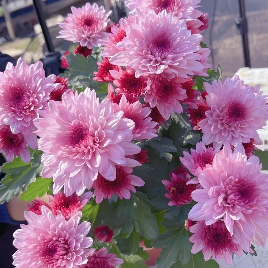 粉色四季荷兰菊盆栽带花苞发货四季开花耐寒耐热阳台庭院花卉