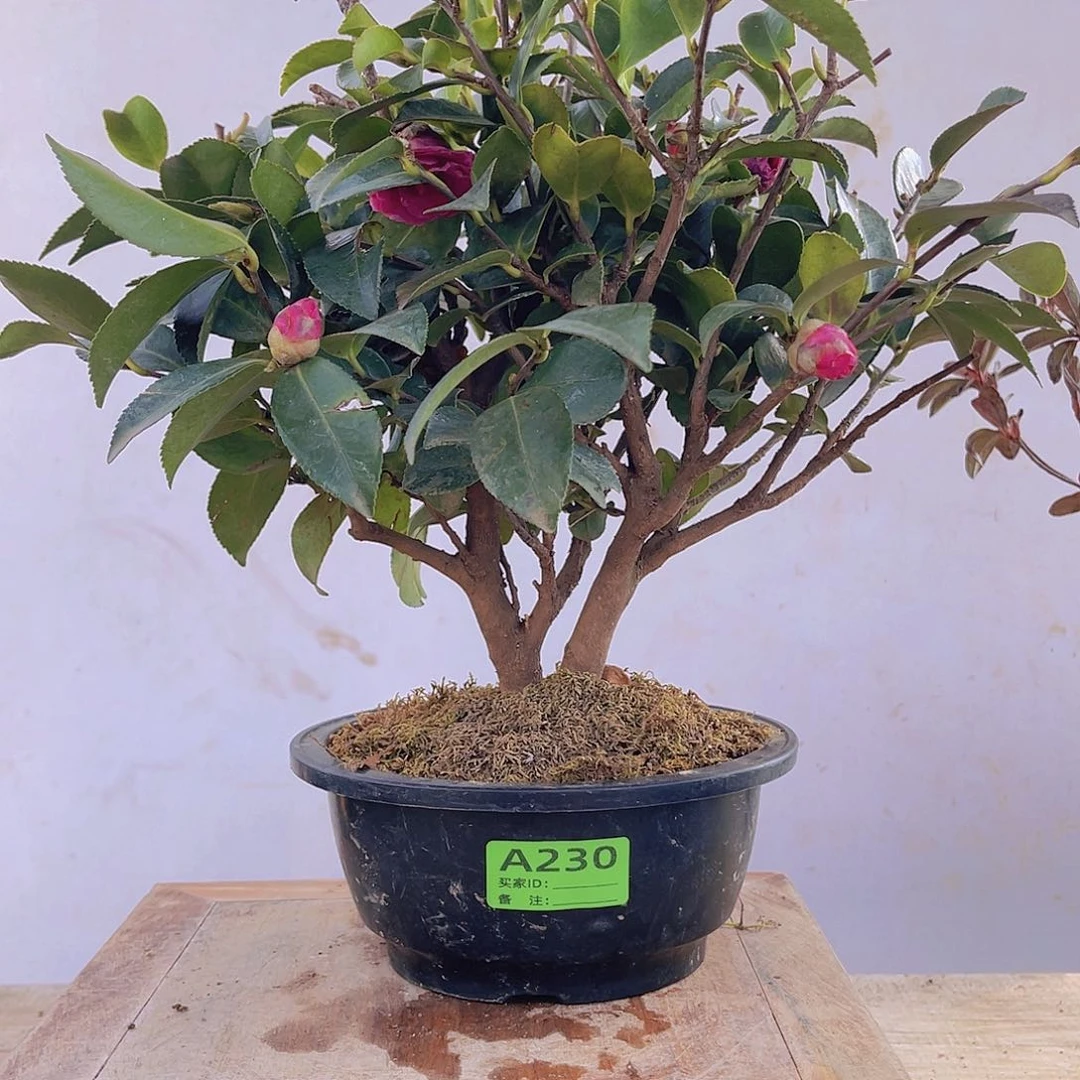 红陶直播时间一直一直