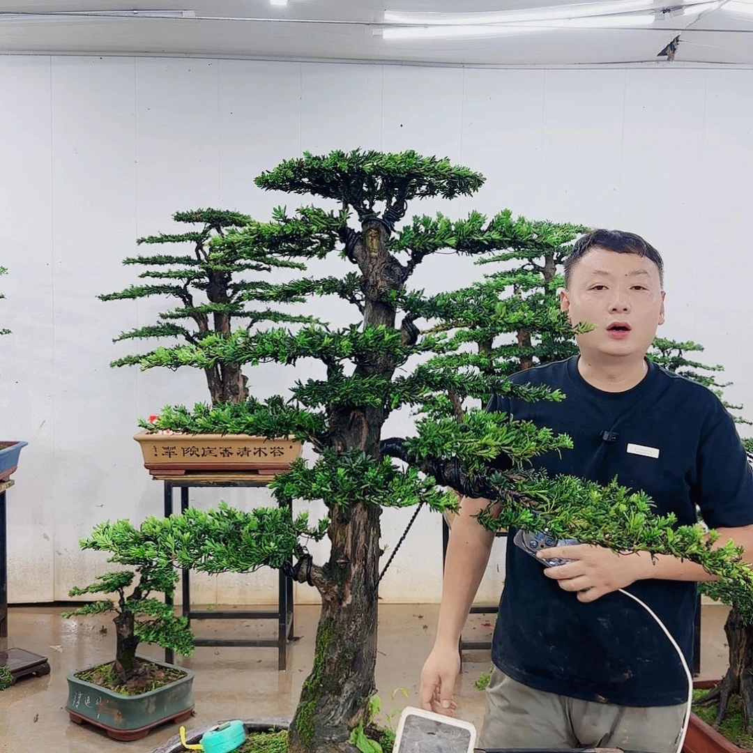 来***。无花朵盆景制作过程非常