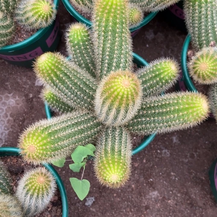 情**处仙人球双色金妞一物一拍