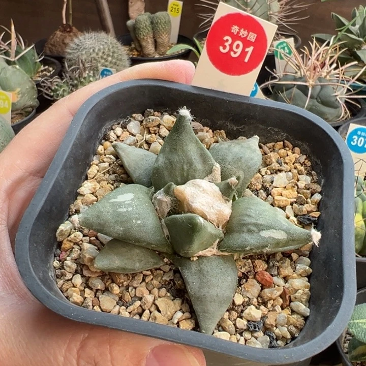 实生弁尤龙牙牡丹7cm