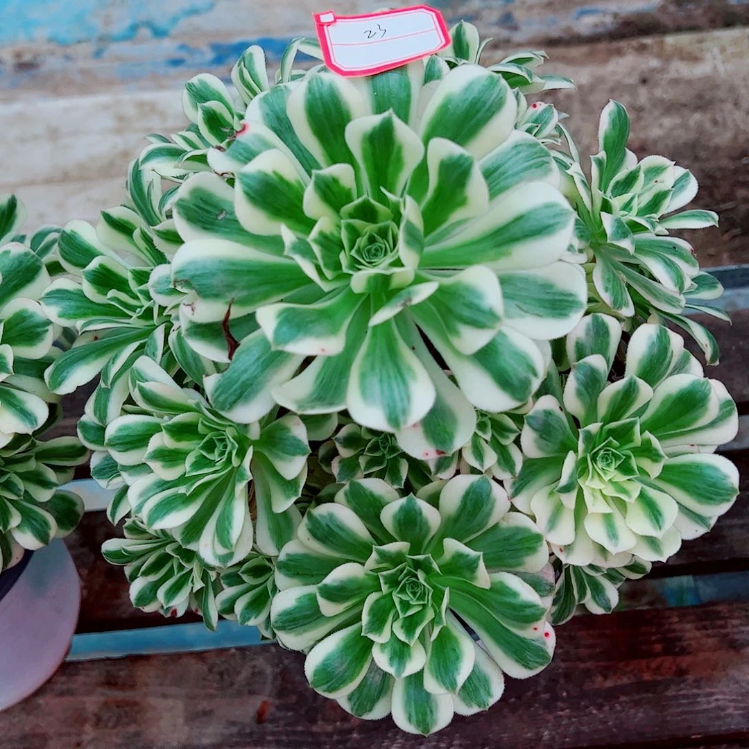 23多肉植物保护研究所所长