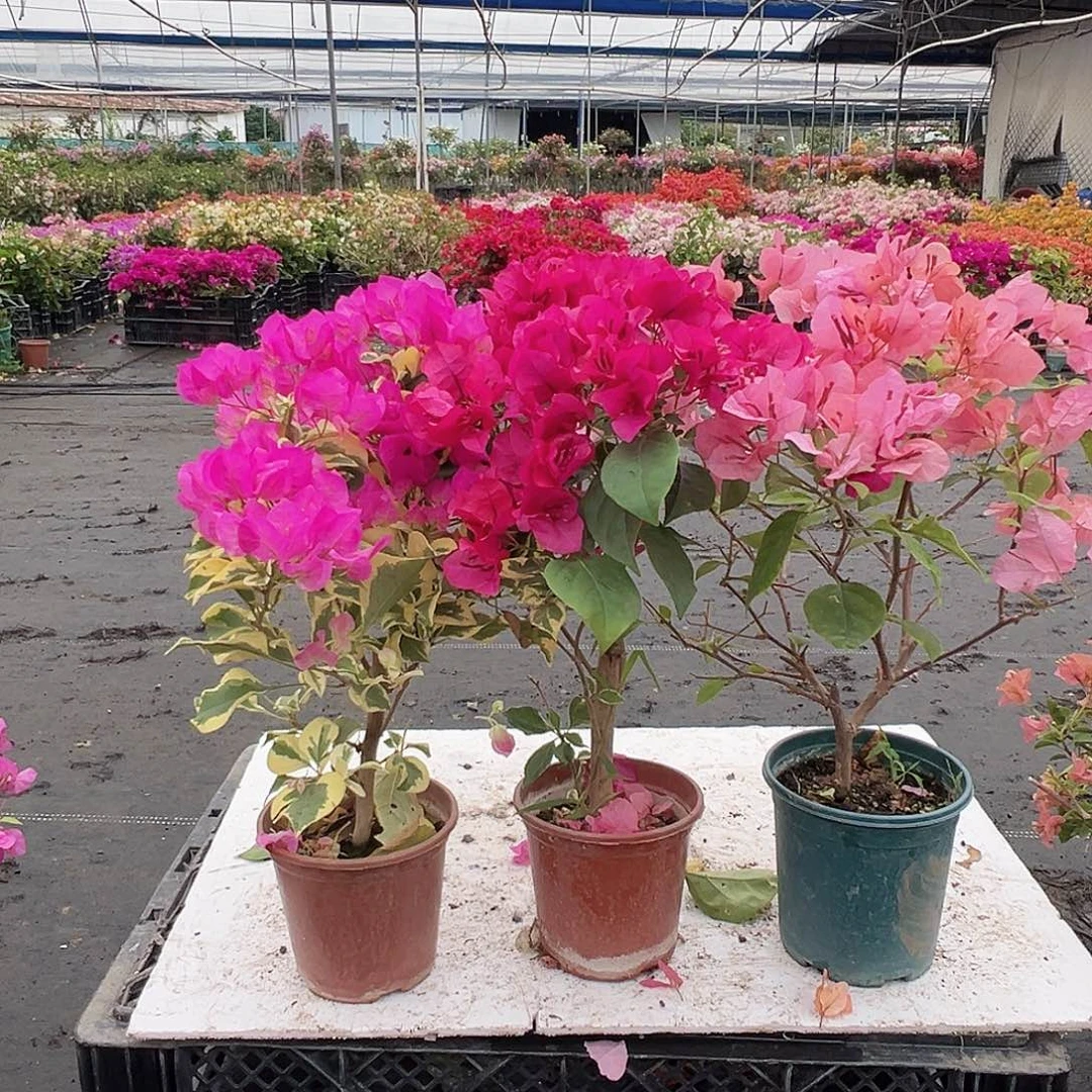 大部分花苞少量开放金边宫粉，黑玫瑰，橙粉公主组合