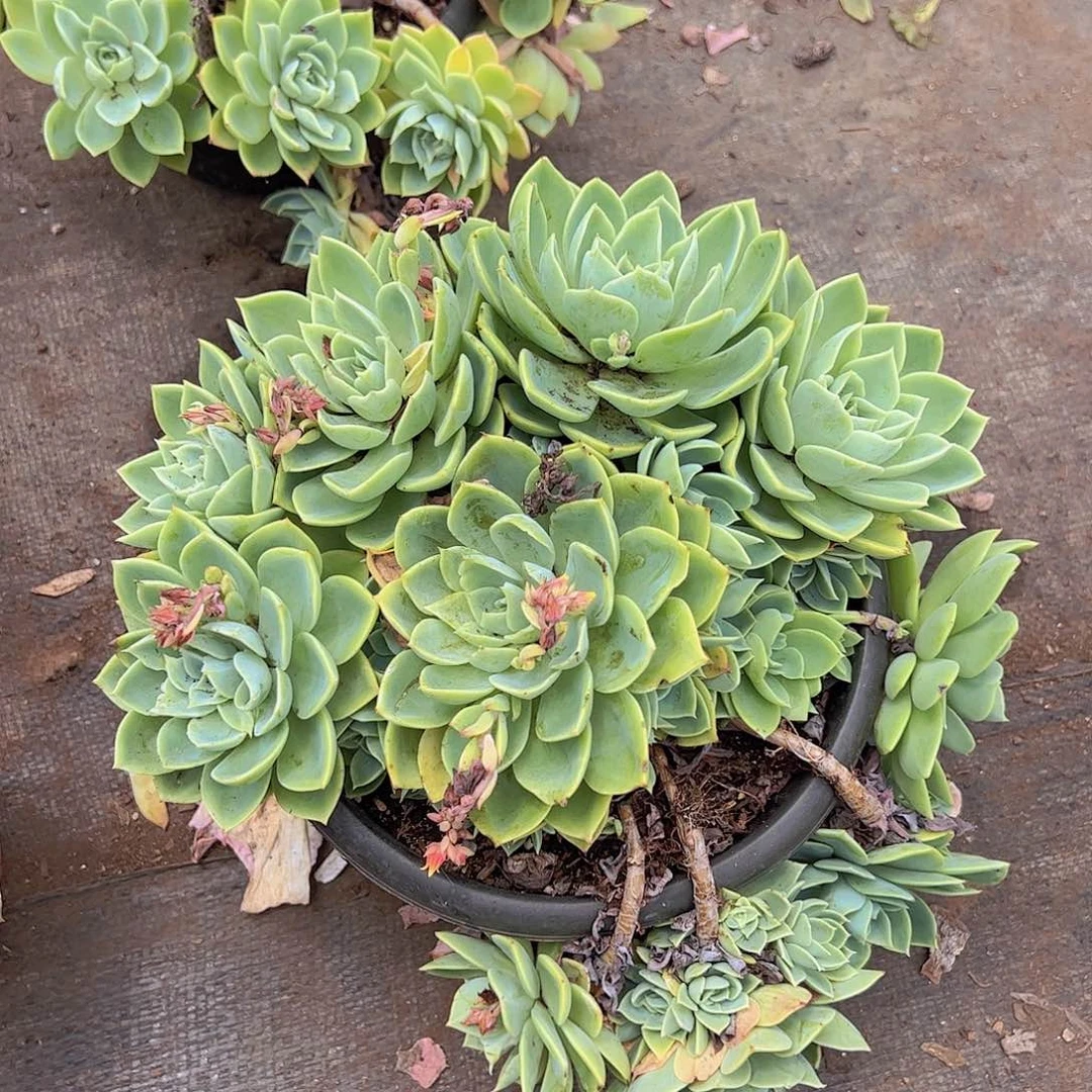 三色堇多头大盆群老桩手捧