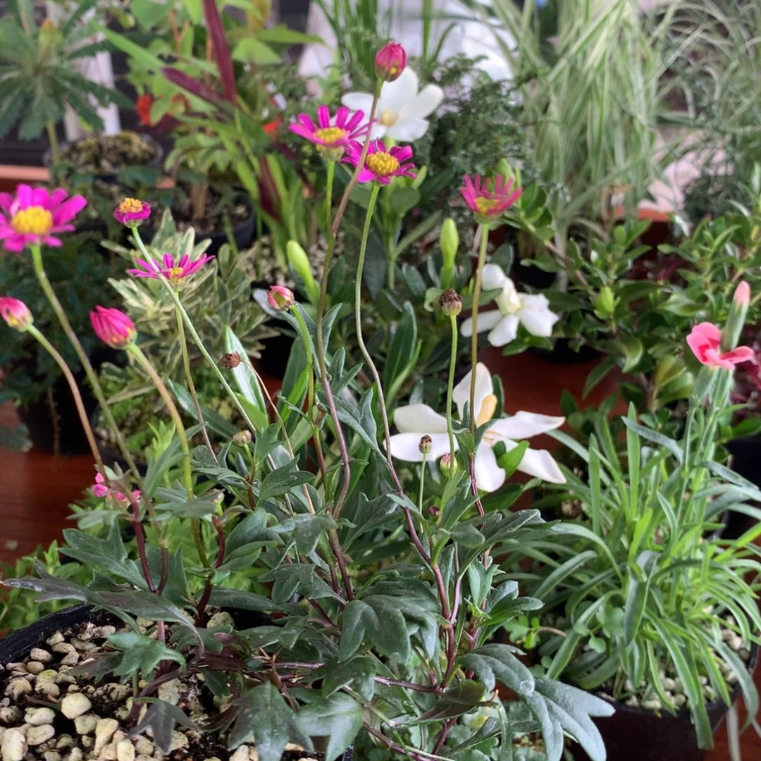 当前无花朵，栽培后可花朵雁河菊