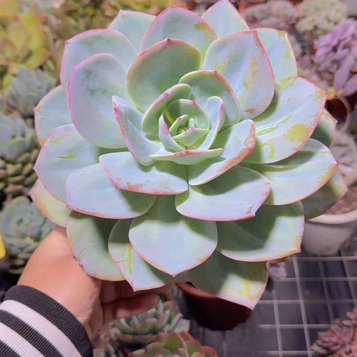 白凤大单头老桩粗腿