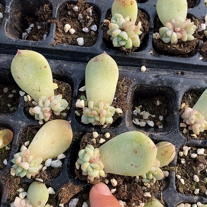 白泽叶插群生2颗多肉