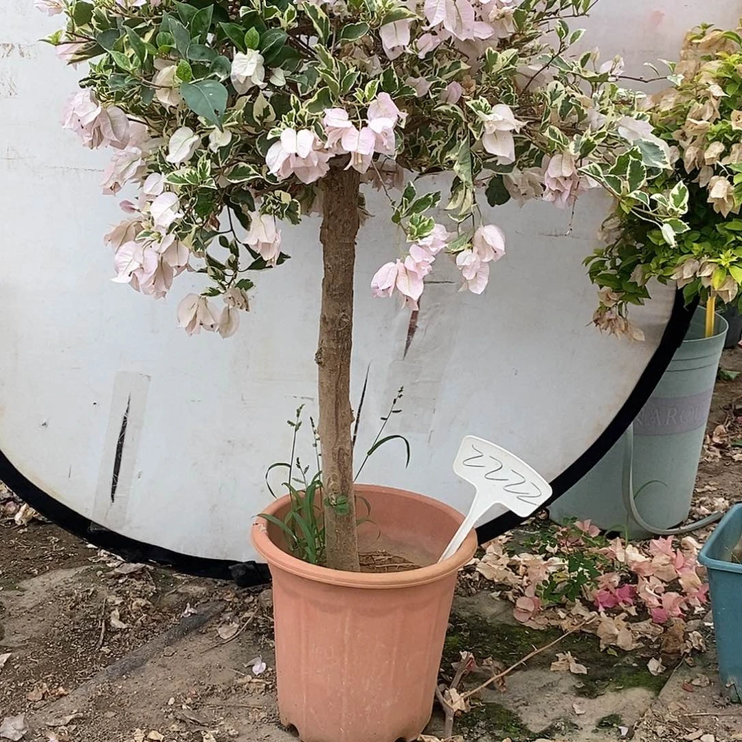 大部分开放少量花苞苹果花2222土球